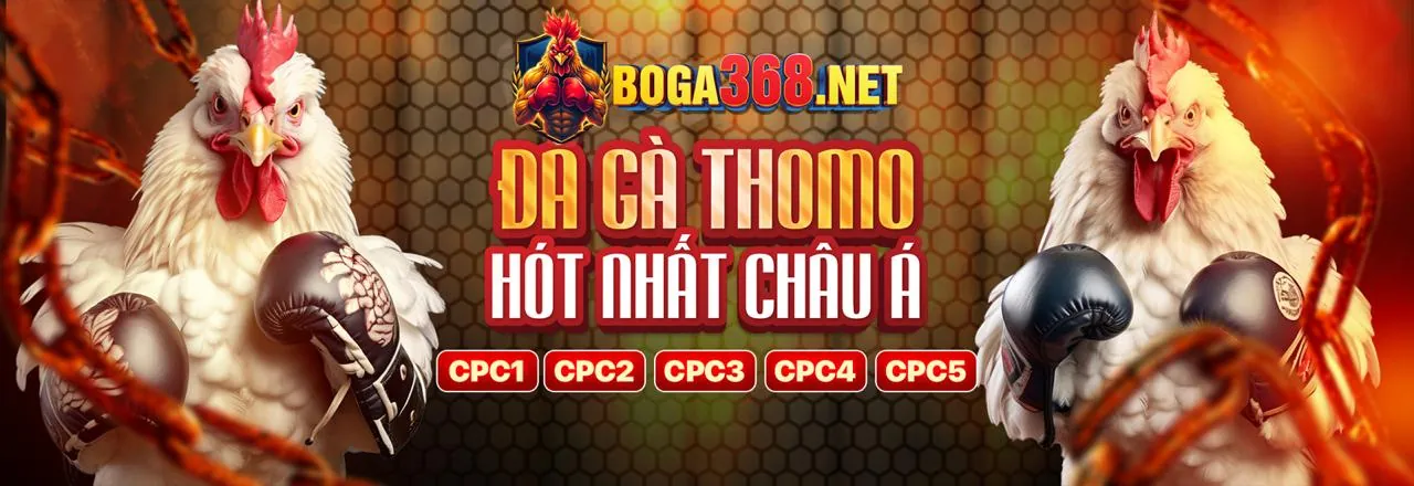 Gà chiến đang thi đấu tại OXBET